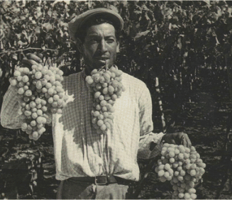 Sommelier Jason Restivo